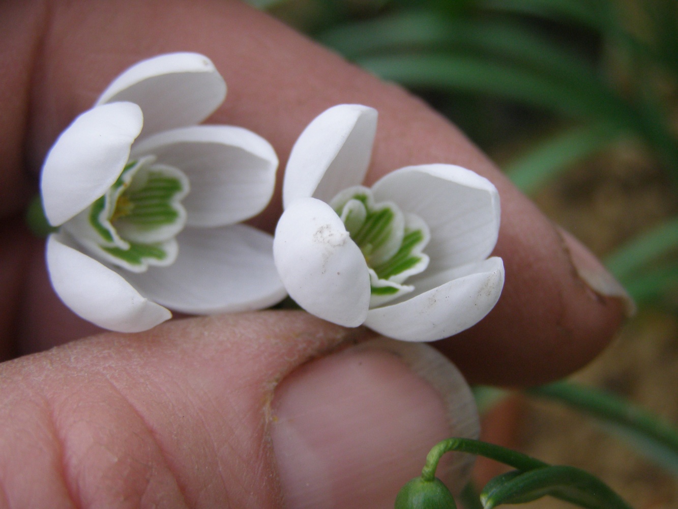 Galanthus rizehensis 'Margaret Billington'